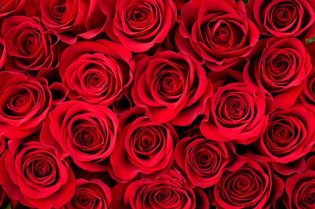 Shop flowers by occasion